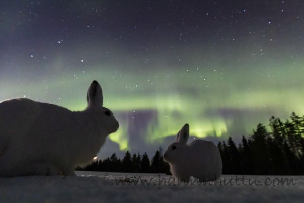 20200330_030
jänis lepus timidus metsäjänis talvipuku talvipukuinen lumi yö tähtitaivas revontulet aurora borealis
Avainsanat: jänis lepus timidus metsäjänis talvipuku talvipukuinen lumi yö tähtitaivas revontulet aurora borealis