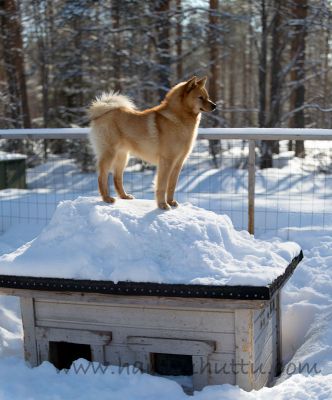 20200404_003a
suomenpystykorva koira häkissä talonvahti koiran häkki koppi talvi
Avainsanat: suomenpystykorva koira häkissä talonvahti koiran häkki koppi talvi