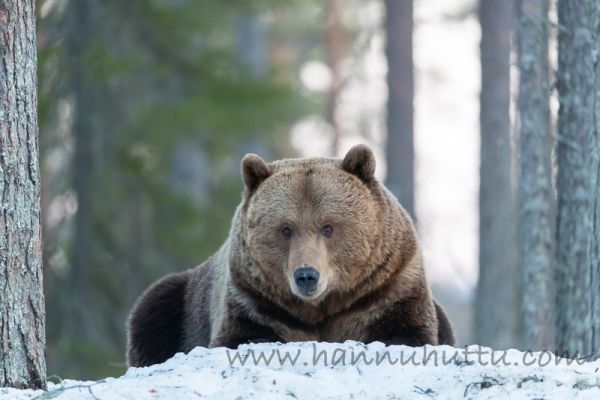 20200504_002.jpg
karhu ursus arctos kevät lumi
Avainsanat: karhu ursus arctos kevät lumi