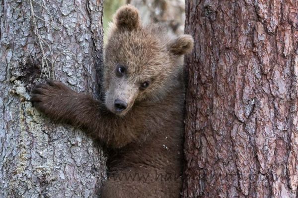 20200629_625
karhu ursus arctos karhunpentu kiipeää puuhun puussa
Avainsanat: karhu ursus arctos karhunpentu kiipeää puuhun puussa
