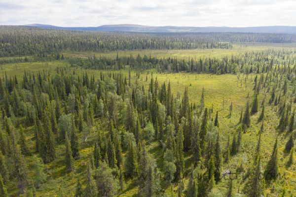 20200801_034
salla suomaisema metsämaisema kesä ilmakuva
Avainsanat: salla suomaisema metsämaisema kesä ilmakuva