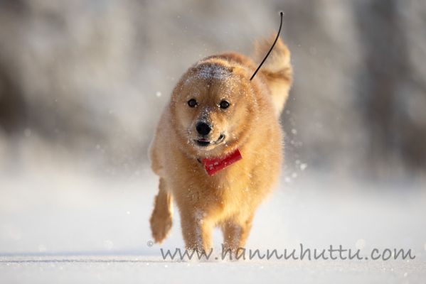 20210120009
suomenpystykorva koira talvi lumi
Avainsanat: suomenpystykorva koira talvi lumi