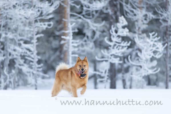 20220212038
suomenpystykorva talvi koira lumi
Avainsanat: suomenpystykorva talvi koira lumi