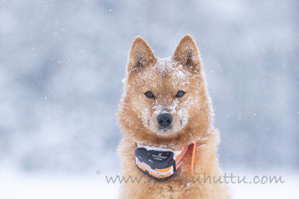 20220220010
suomenpystykorva koira talvi lumi 
Avainsanat: suomenpystykorva koira talvi lumi