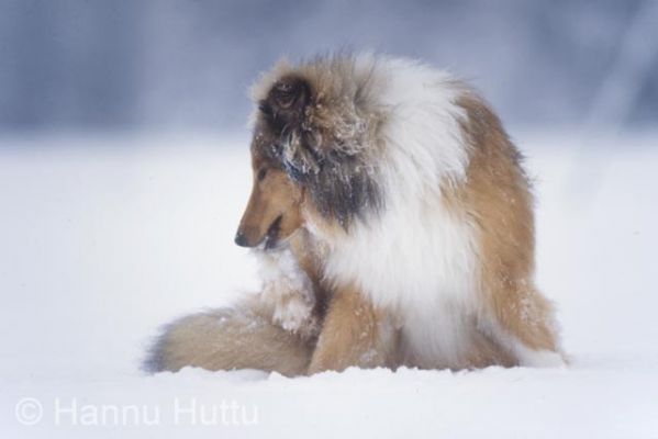 dia0083.jpg
collie skotlanninpaimenkoira koira lemmikki talvi pakkanen lumi kylmä
Avainsanat: collie skotlanninpaimenkoira koira lemmikki talvi pakkanen lumi kylmä