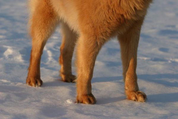 101_0186_RJ.jpg
suomenpystykorva jalka lumi hanki talvi metsästyskoira koira
Avainsanat: suomenpystykorva jalka lumi hanki talvi metsästyskoira koira