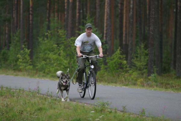 155_5580_RJ.jpg
jämtlanninpystykorva koira ulkoiluttaminen pyörätie metsästyskoira
Avainsanat: jämtlanninpystykorva koira ulkoiluttaminen pyörätie metsästyskoira