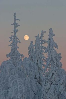 20040106_048.jpg
kuu tykky lumi pakkanen kuusi ilta talvi maisema
Avainsanat: kuu tykky lumi pakkanen kuusi ilta talvi maisema