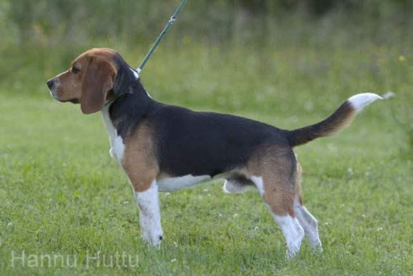 20040708_026.jpg
beagle koira lemmikki metsästyskoira kesä
Avainsanat: beagle koira lemmikki metsästyskoira kesä