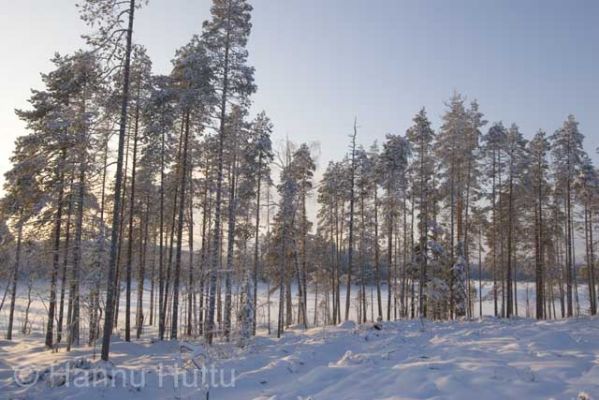 2005_01_29 056.jpg
metsänhoito metsätalous rantametsä suojametsä talvi suomussalmi hakkuualue 
Avainsanat: metsänhoito metsätalous rantametsä suojametsä talvi suomussalmi hakkuualue