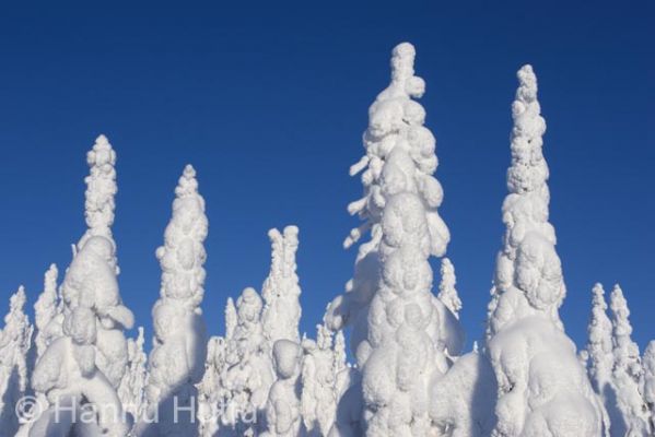 2006_02_05 082.jpg
tykky lumi maisema kuura huurre talvi kuusi metsä peuravaara hyrynsalmi sininen valkoinen
Avainsanat: tykky lumi maisema kuura huurre talvi kuusi metsä peuravaara hyrynsalmi sininen valkoinen