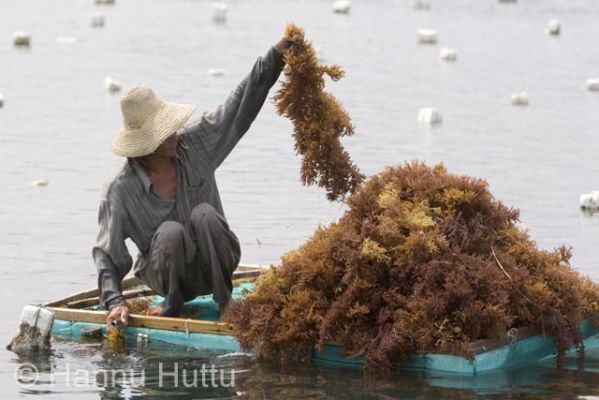  2006_03_22 223.jpg
levä levänkasvatus kerätä luonnontuote työ meri xingcun hainan kiina
Avainsanat: levä levänkasvatus kerätä luonnontuote työ meri xingcun hainan kiina