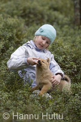 2007_04_25 029.jpg
suomenpystykorvan pentu koira koiranpentu metsästyskoira tyttö lapsi leikkii kaveri lemmikki 
Avainsanat: suomenpystykorvan pentu koira koiranpentu metsästyskoira tyttö lapsi leikkii kaveri lemmikki
