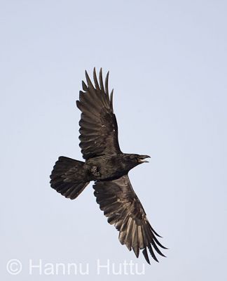 2009_04_27_016.jpg
korppi corvus corax varislintu lentää
Avainsanat: korppi corvus corax varislintu lentää