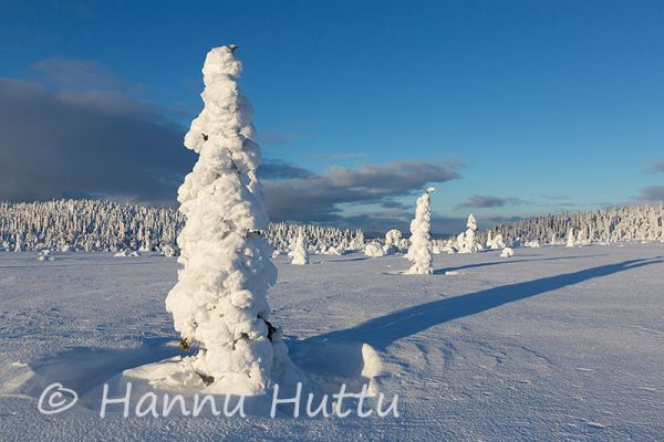 2013_01_23_085.jpg
talvimaisema tunturimaisema Sorsele Ruotsi
Avainsanat: talvimaisema tunturimaisema Sorsele Ruotsi