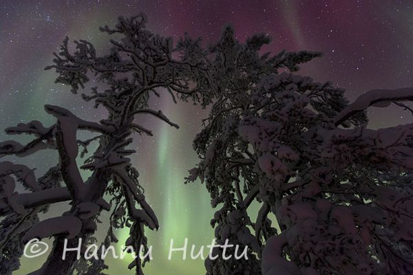 2013_02_13_005.jpg
revontulet aurora borealis talvimaisema tähtitaivas mänty yö
Avainsanat: revontulet aurora borealis talvimaisema tähtitaivas mänty yö metsä