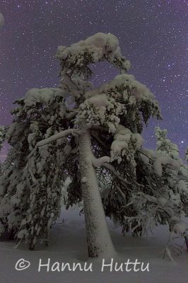 2013_02_13_015.jpg
talvimaisema tähtitaivas mänty yö
Avainsanat: talvimaisema tähtitaivas mänty yö metsä