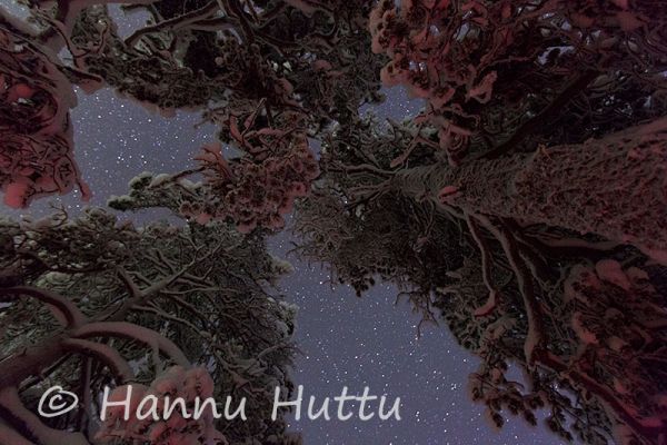 2013_02_13_017.jpg
talvimaisema tähtitaivas mänty yö metsä
Avainsanat: talvimaisema tähtitaivas mänty yö metsämaisema