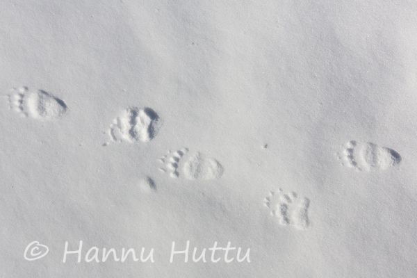 2014_05_07_347.jpg
karhu ursus arctos kevät lumi karhun jäljet jälki hangella
Avainsanat: karhu ursus arctos kevät lumi karhun jäljet jälki hangella