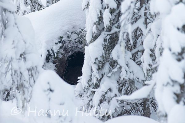 2014_12_27_045.jpg
karhu ursus arctos karhun talvipesä karhunpesä karhu nukkuu pesässä karhun pää näkyy talviuni lumi
Avainsanat: karhu ursus arctos karhun talvipesä karhunpesä karhu nukkuu pesässä karhun pää näkyy talviuni lumi