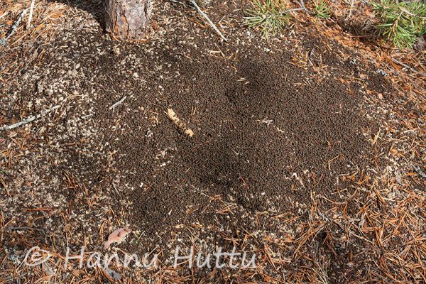 2015_05_06_027.jpg
muurahaispesä muurahaiskeko kevät muurahainen
Avainsanat: muurahaispesä muurahaiskeko kevät muurahainen