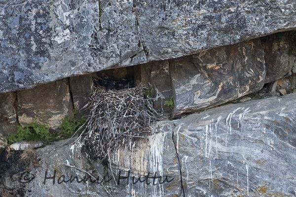 2016_05_21_024.jpg
korpin pesä kallionkiellekkeellä kalliolla korppi corvus corax kallionseinämä
Avainsanat: korpin pesä kallionkiellekkeellä kalliolla korppi corvus corax kallionseinämä