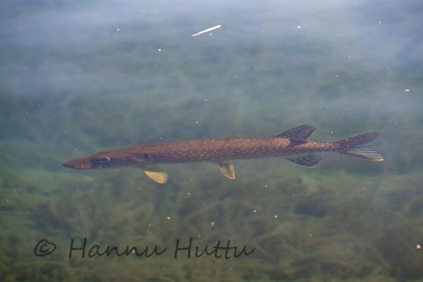 2016_07_30_481.jpg
hauki Esox lucius kala järvessä järvi kirkas vesi Öllöri Hossa 
Avainsanat: hauki Esox lucius kala järvessä järvi kirkas vesi Öllöri Hossa