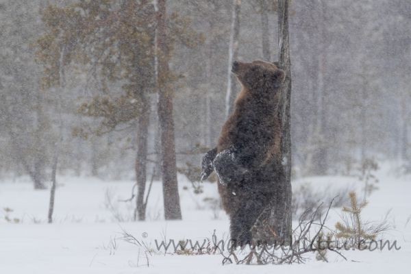 20170514_428.jpg
karhu ursus arctos kevät lumituisku lumisade
Avainsanat: karhu ursus arctos kevät lumituisku lumisade