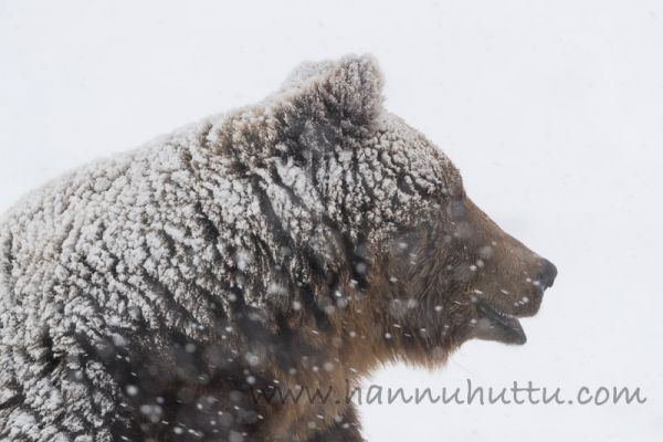 20170514_476.jpg
karhu ursus arctos kevät lumituisku lumisade
Avainsanat: karhu ursus arctos kevät lumituisku lumisade