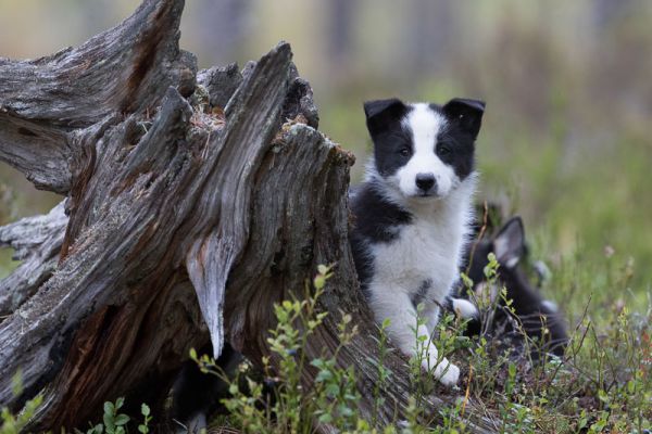20170907_053.jpg
karjalankarhukoiran pentu koiranpentu kesä
Avainsanat: karjalankarhukoiran pentu koiranpentu kesä
