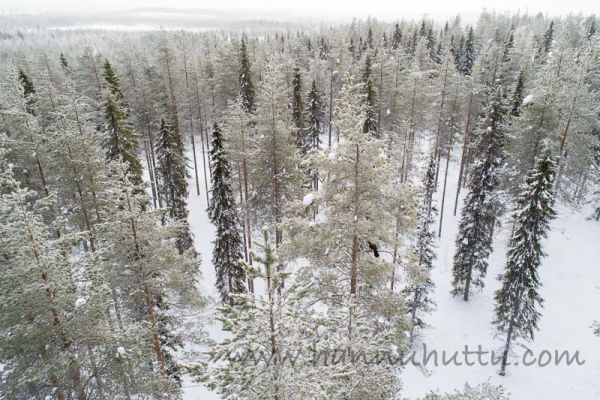 20180211_015.jpg
metso tetrao urogallus puussa männyssä talvi ilmakuva metsämaisema
Avainsanat: metso tetrao urogallus puussa männyssä talvi ilmakuva metsämaisema