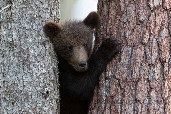 20200629_627
karhu ursus arctos karhunpentu puussa kiipeää puuhun
Avainsanat: karhu ursus arctos karhunpentu puussa kiipeää puuhun