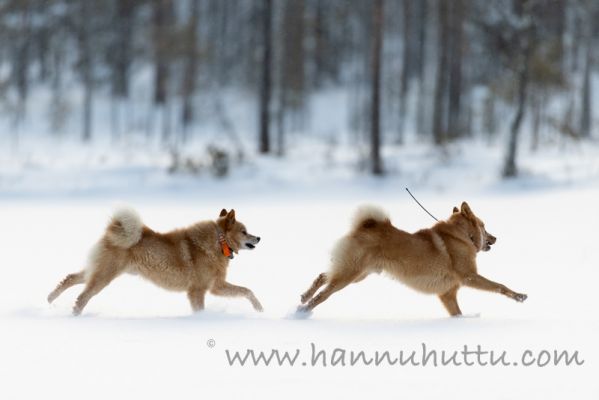 20201226003
näätämetsällä näädän metsästys koira suomenpystykorva talvi 
Avainsanat: näätämetsällä näädän metsästys koira suomenpystykorva talvi