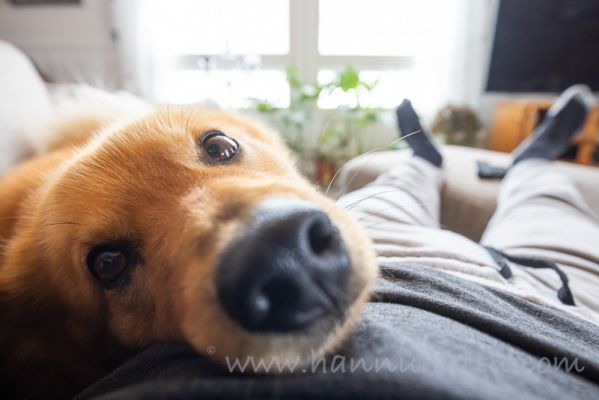 20210321007
suomenpystykorva koira sisällä kaveri sohvalla 
Avainsanat: suomenpystykorva koira sisällä kaveri sohvalla
