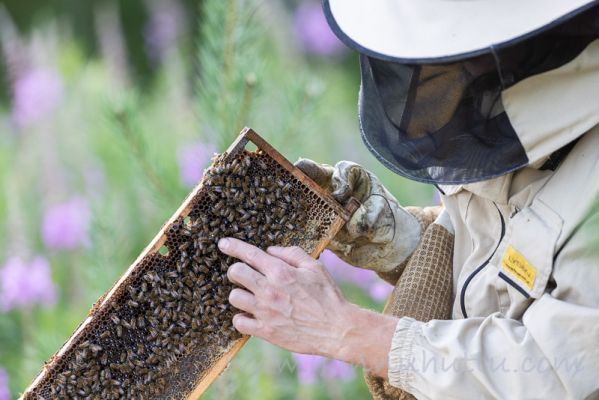 20210716047
mehiläishoito mehiläistenhoito hunaja luonnontuote mehiläitenhoitaja mehiläistarhaaja kuningatar mehiläinen mehiläispesä
Avainsanat: mehiläishoito mehiläistenhoito hunaja luonnontuote mehiläitenhoitaja mehiläistarhaaja kuningatar mehiläinen mehiläispesä