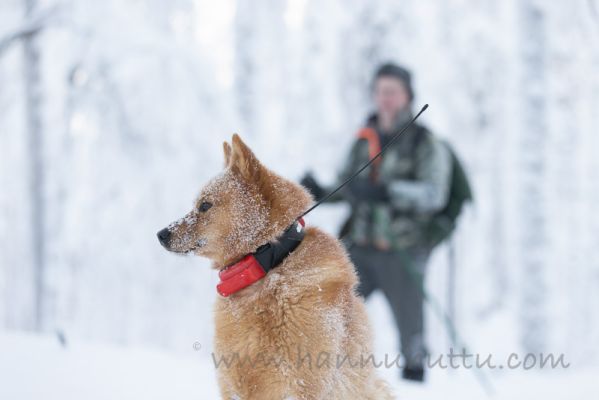 20220108041
näädän metsästys näätäjahti suomenpystykorva metsästäjä talvi lumi
Avainsanat: näädän metsästys näätäjahti suomenpystykorva metsästäjä talvi lumi