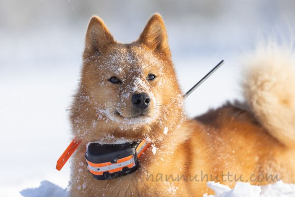 20220212005
suomenpystykorva talvi koira lumi
Avainsanat: suomenpystykorva talvi koira lumi