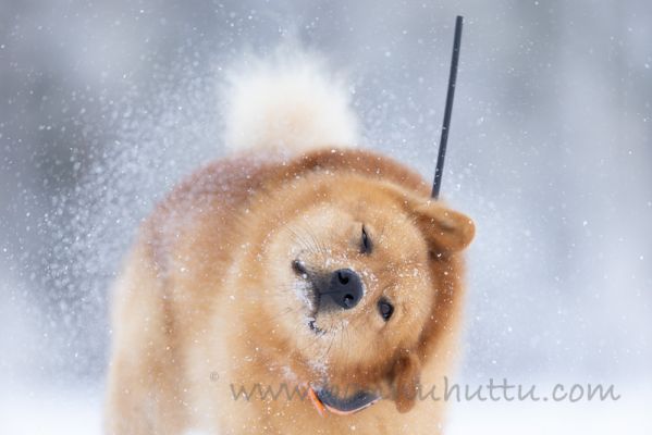 20220212060
suomenpystykorva talvi koira lumi ravistelee turkkia
Avainsanat: suomenpystykorva talvi koira lumi ravistelee turkkia