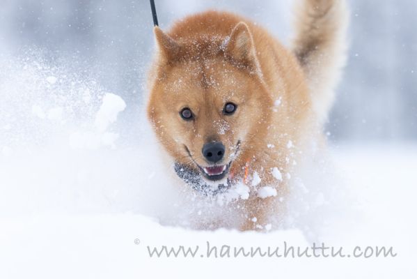 20220220017
suomenpystykorva koira talvi lumi vauhti 
Avainsanat: suomenpystykorva koira talvi lumi vauhti
