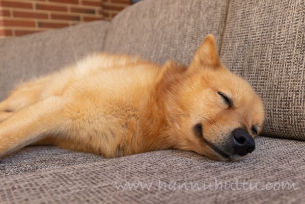 20220412002
suomenpystykorva koira sisällä kotona nukkuu
Avainsanat: suomenpystykorva koira sisällä kotona nukkuu