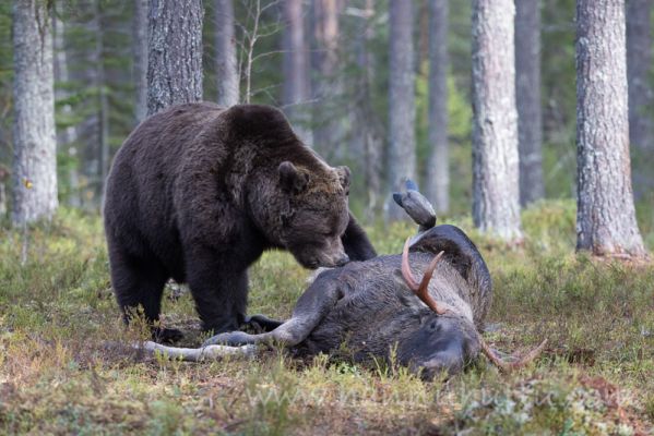 202210130004
karhu ursus arctos ravinto hirvi hirvisonni syksy hirvenraato ruokailu
Avainsanat: karhu ursus arctos ravinto hirvi hirvisonni syksy hirvenraato ruokailu