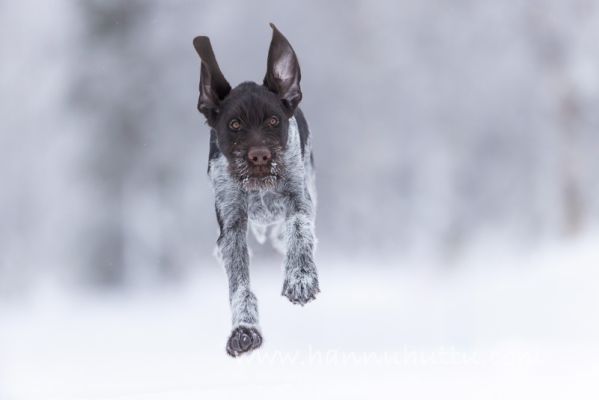 202402100032
karkeakarvainen saksanseisoja koiranpentu talvi laukkaa vauhti
Avainsanat: karkeakarvainen saksanseisoja koiranpentu talvi laukkaa vauhti