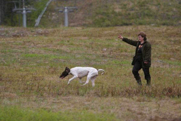 79.jpg
saksanseisojan koulutusta
Avainsanat: saksanseisoja koulutus totteleminen metsästyskoira koira nainen ohjaaminen