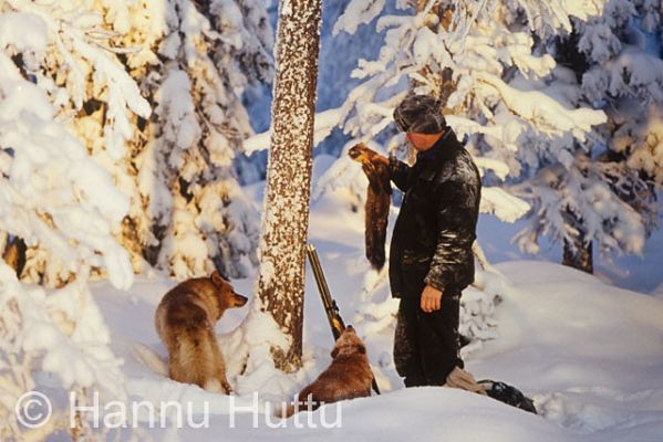 dia0800.jpg
suomenpystykorva näätäsaalis näädänmetsästys metsästäjä metsästys turkisriista pienpeto metsästyskoira koira talvi lumi pakkanen näädänpyynti
Avainsanat: suomenpystykorva näätäsaalis näädänmetsästys metsästäjä metsästys turkisriista pienpeto metsästyskoira koira talvi lumi pakkanen näädänpyynti